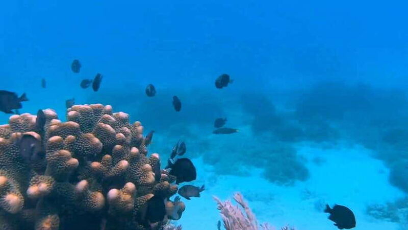 bohol-dolphin-watching-snorkeling-at-balicasag-island