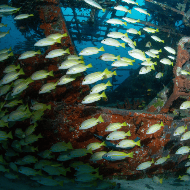 bohol-pamilacan-island-fun-dive-experience