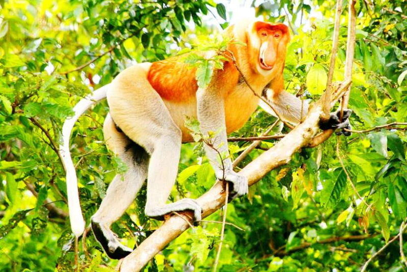bongawan-wetland-proboscis-monkey-and-fireflies-shared-tour