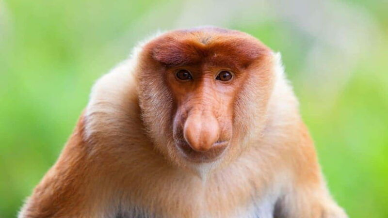 borneo-orangutan-proboscis-monkey-and-sun-bear-tour