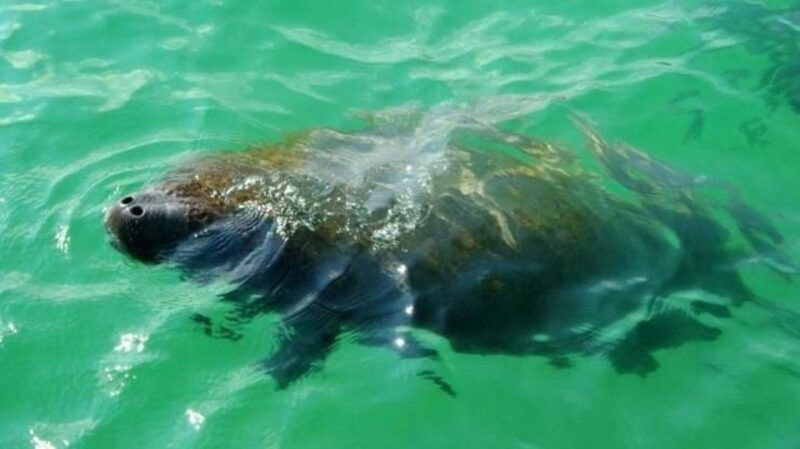 bradenton-anna-maria-island-guided-kayaking-manatee-tour