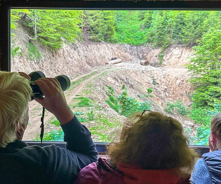 brasov-bear-watching-in-the-wild-from-a-hideout