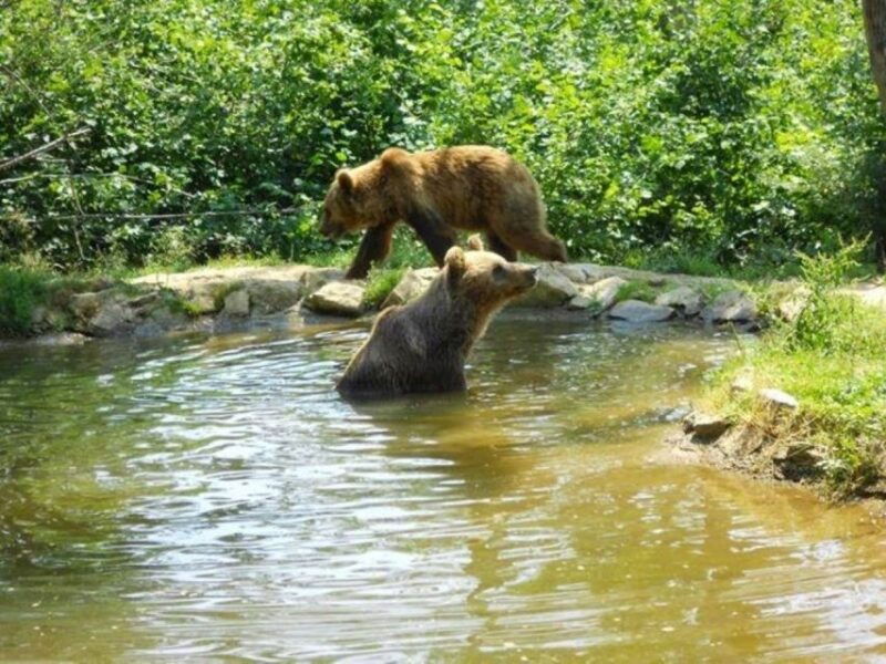 brasov-craiuli-mountains-hike-bear-sanctuary-private-trip