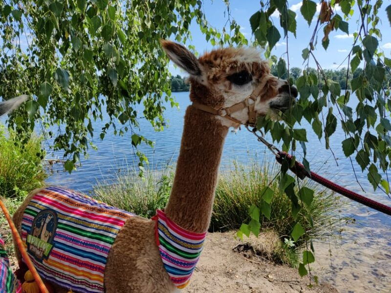 braunschweig-alpaca-trekking-tour