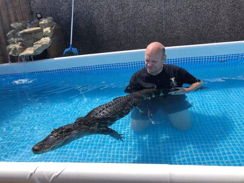bristol-crocodile-swimming-experience-with-lunch-x2