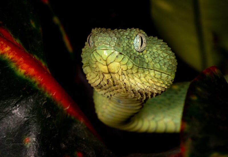 bristol-venomous-snake-tour-with-reptile-photo
