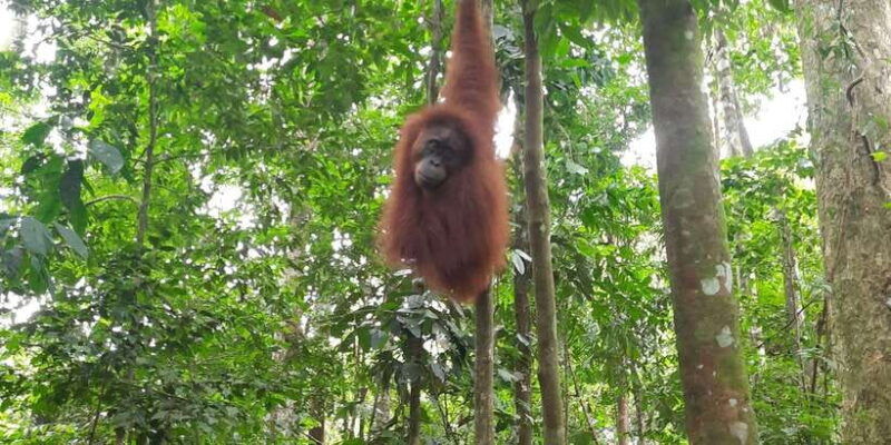 bukitlawang-orangutan-3-days-group-jungle-trek
