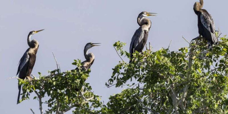 bundala-national-park-3-hour-morning-or-evening-safari