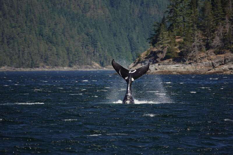 campbell-river-6-hour-whale-watching-boat-tour