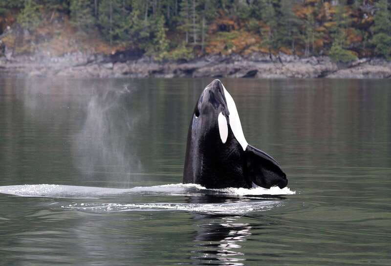 campbell-river-whale-watching-covered-boat-tour-with-lunch