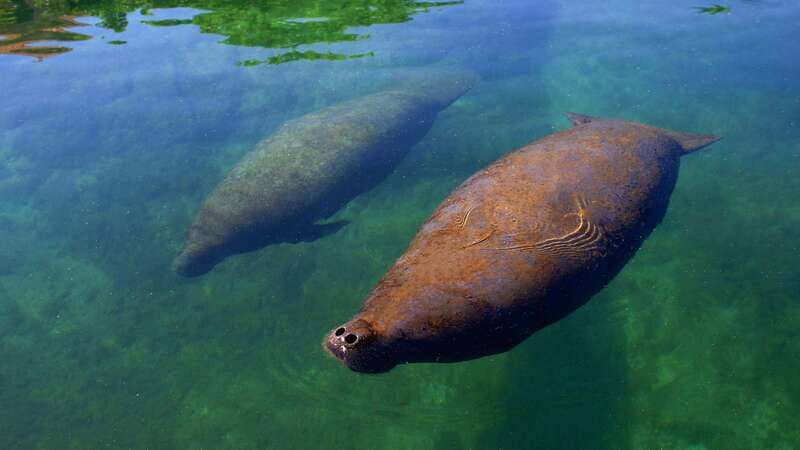 cancun-manatee-encounter-on-isla-mujeres-with-buffet-lunch