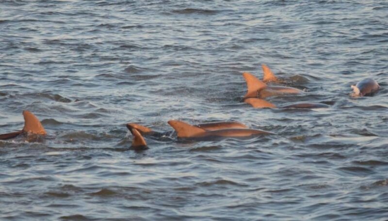cape-may-sunset-dolphin-cruise-with-optional-wine-tastings
