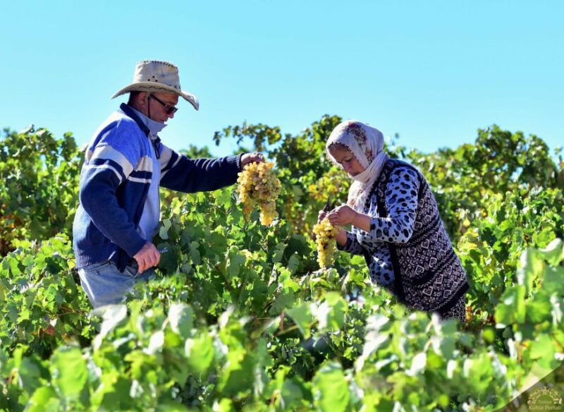 cappadocia-private-half-day-vineyards-wine-tasting-tour