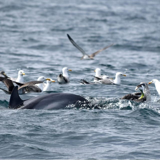 cascais-dolphin-watching-speedboat-tour