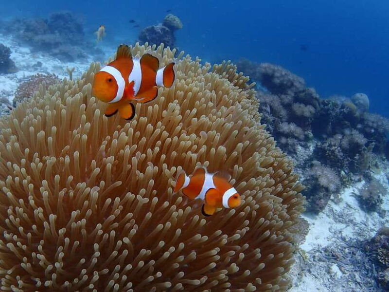 cebu-boat-diving-two-dive-tour-in-olango-island