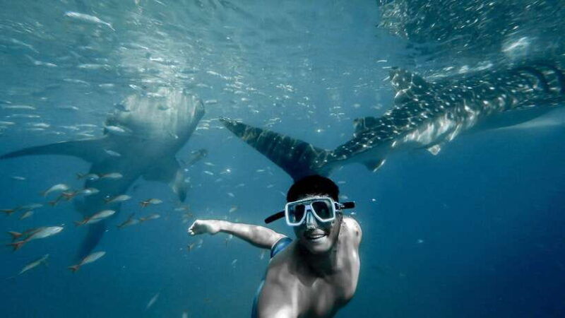 cebu-city-whale-shark-swimming-kawasan-falls-canyoneering