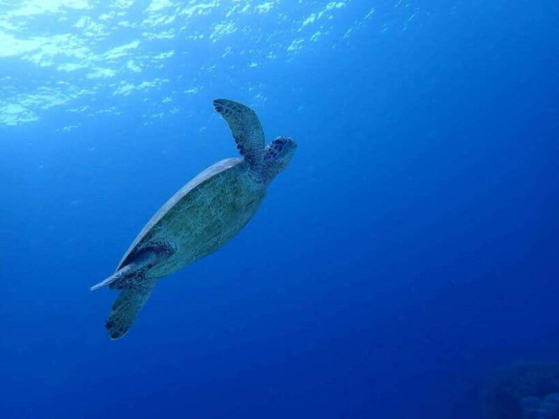 cebu-kawasan-canyoning-moalboal-snorkeling-turtles-tour