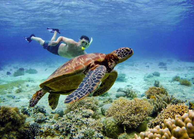cebu-moalboal-sardines-and-turtles-snorkeling-tour