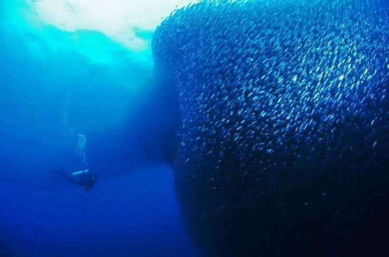 cebu-moalboal-scuba-diving-sardines-run-pescador-snorkel