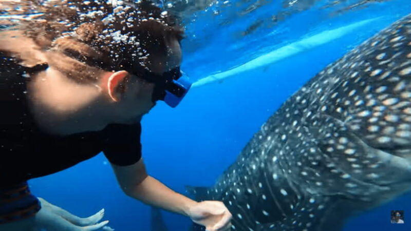cebu-oslob-whale-shark-and-moalboal-snorkeling-adventure