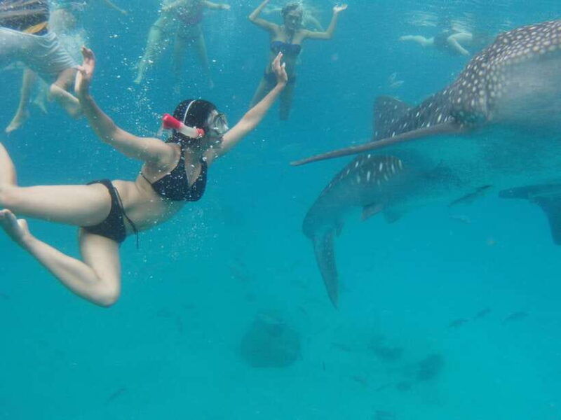 cebu-oslob-whale-sharks-tumalog-falls-sardine-snorkeling