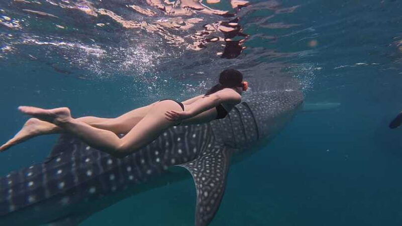 cebu-oslob-whalesharkinambakan-falls-moalboal-sardines-run