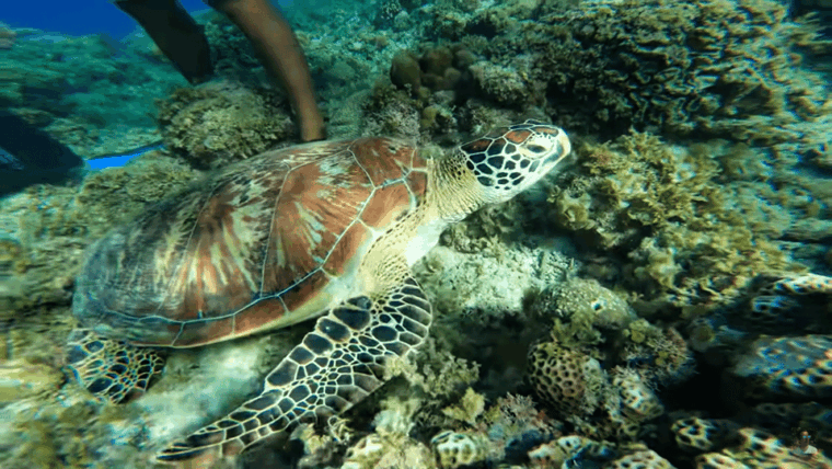 cebu-osmena-peak-hike-and-moalboal-snorkeling-escape