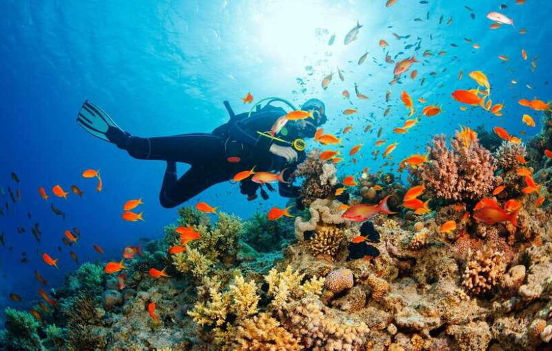 cebu-scuba-diving-with-sardines-and-pescador-island-snorkel