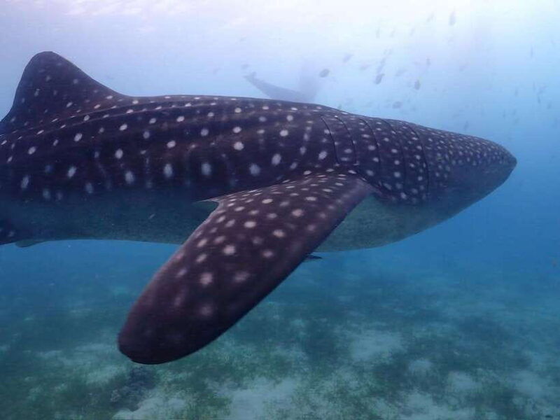 cebu-whale-shark-mysterious-waterfall-private-tour