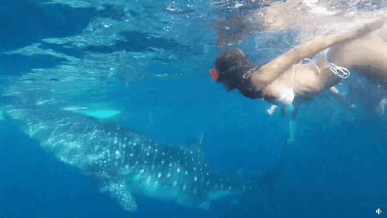 cebu-whale-shark-oslob-and-moalboal-snorkeling-adventure