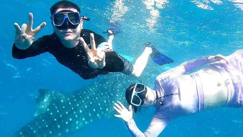 cebu-whale-shark-swim-kawasan-falls-moalboal-sardine-run