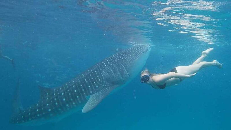 cebu-whaleshark-encounter-tumalog-falls-monkey-viewing