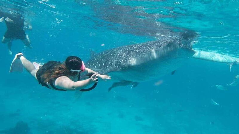 cebu-whaleshark-encounter-tumalog-falls-sumilon-sandbar