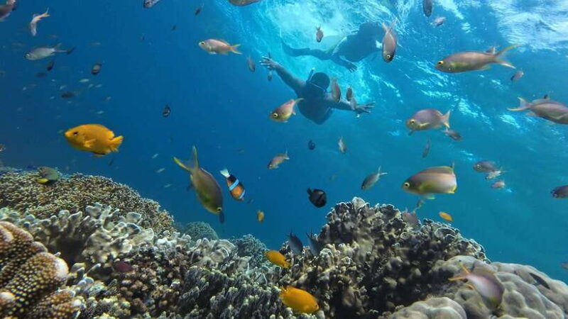 cebu-whaleshark-swimming-moalboal-snorkelling-day-trip