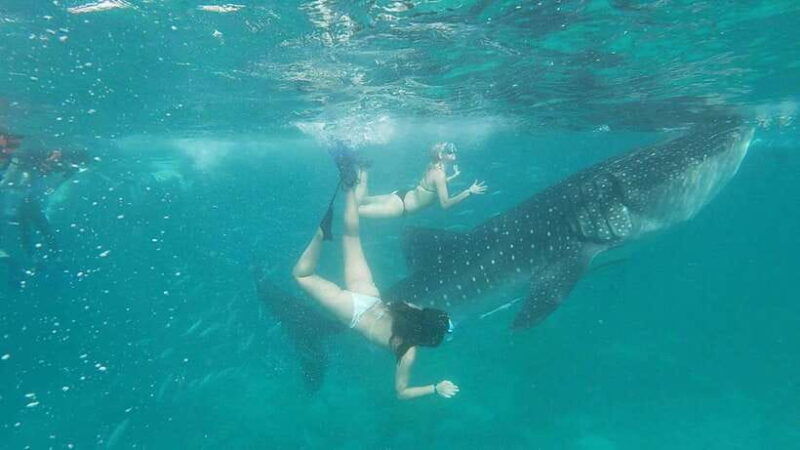 cebu-whaleshark-tumalog-falls-sardine-run-snorkeling