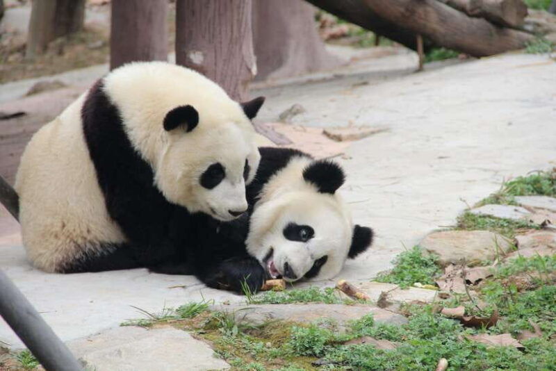 chengdu-leshan-buddha-optional-tours-w-transfer-or-guide
