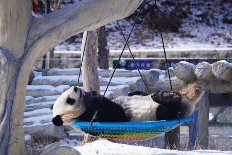chengdu-panda-base-farmers-market-and-cooking-class