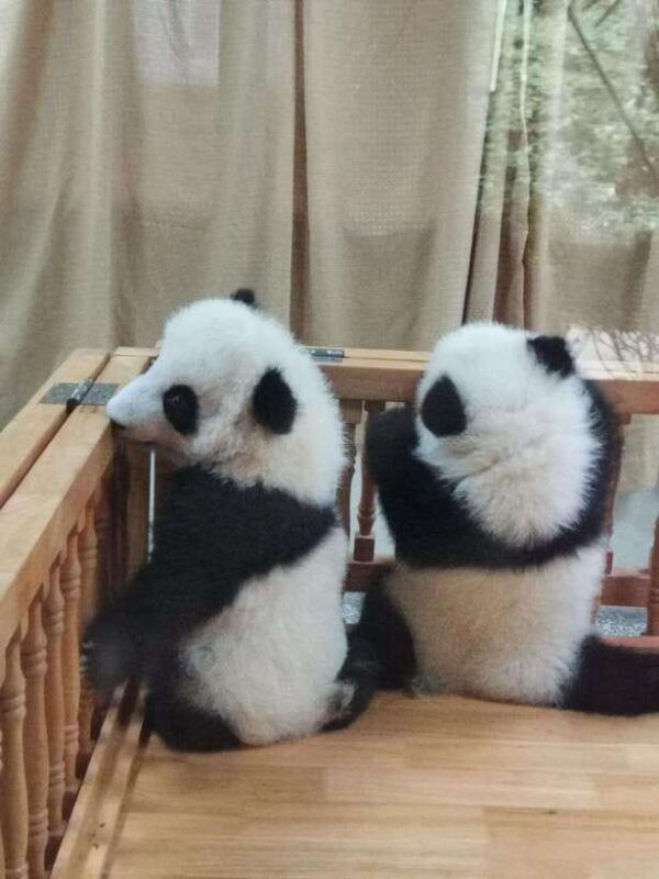 chengdu-panda-base-half-day-group-tour