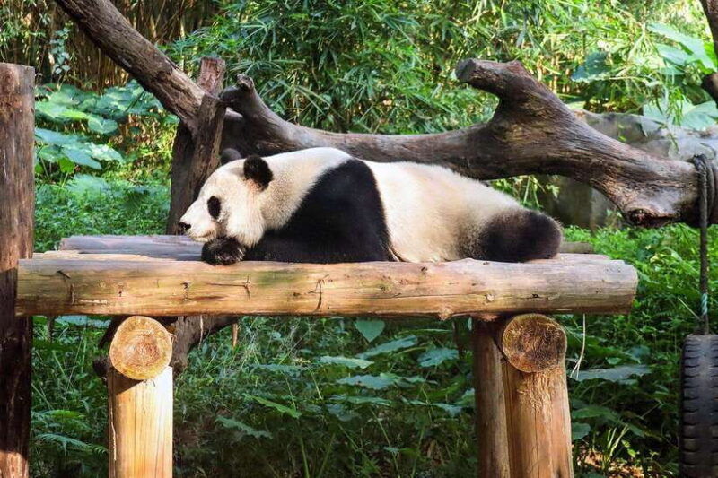 chengdu-panda-base-kuanzhai-alley-english-guide