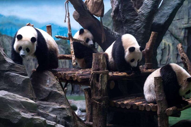 chengdu-panda-breeding-base-tickets-booking