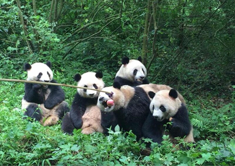 chengdu-panda-leshan-buddha-one-day-private-tour