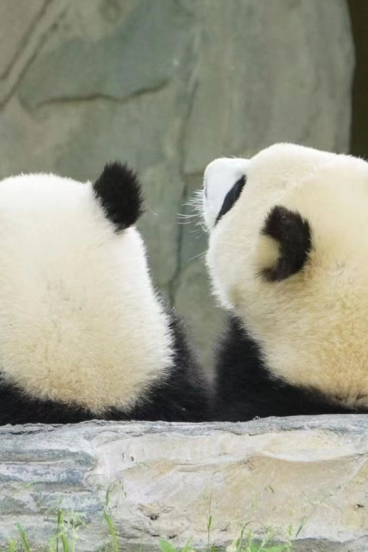 chengdu-private-panda-base-tour-with-80-pandas