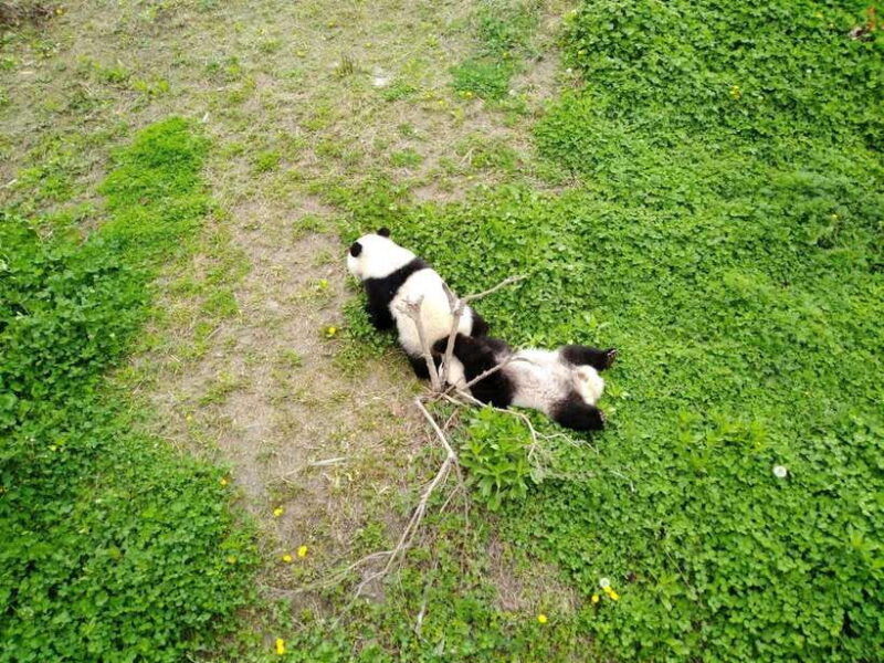 chengdu-private-panda-tour-at-panda-breeding-base