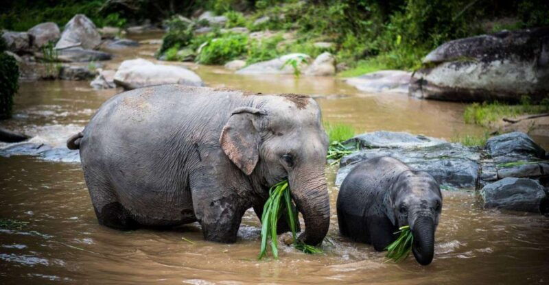 chiang-mai-elephant-recovery-center-doi-inthanon-and-hiking