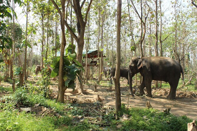 Chiang Mai Elephant Sanctuary Small Group Ethical Tour - Chiang Mai Elephant Sanctuary Small Group Ethical Tour: A Genuine Encounter with Rescued Elephants
