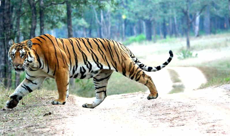 chitwan-1-night-2-day-wildlife-adventure