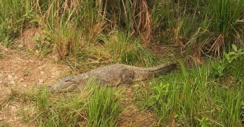 chitwan-4-day-chitwan-national-park-tiger-safari-tour