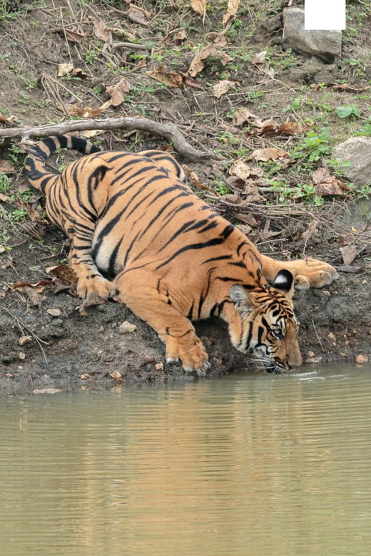 chitwan-jungle-safari-all-inclusive-3-days-chitwan-tour