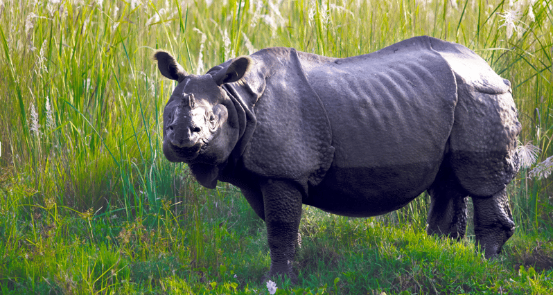 chitwan-jungle-safari-all-inclusive-3-days-chitwan-tour