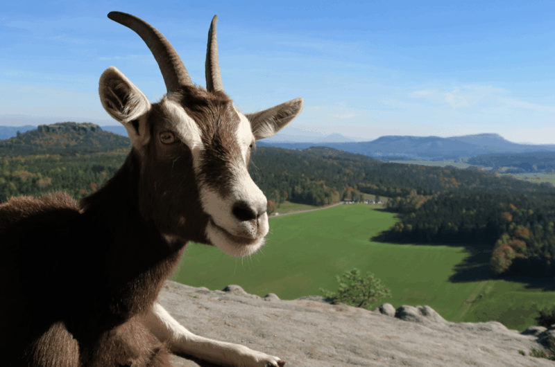 climb-the-mountains-together-with-goats